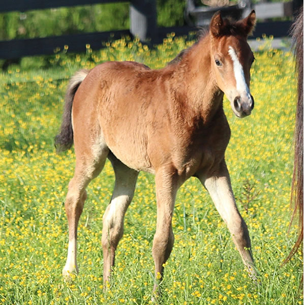 Top Thess Colt by CrownRoyal 2017