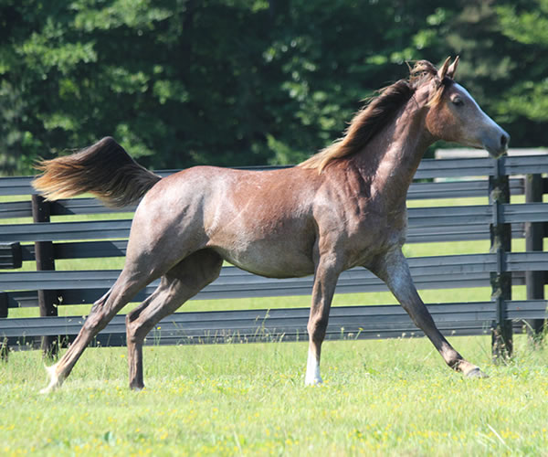 Pacific Winds, 2014 filly (Dahess X A Second Wind) bred by Cre Run