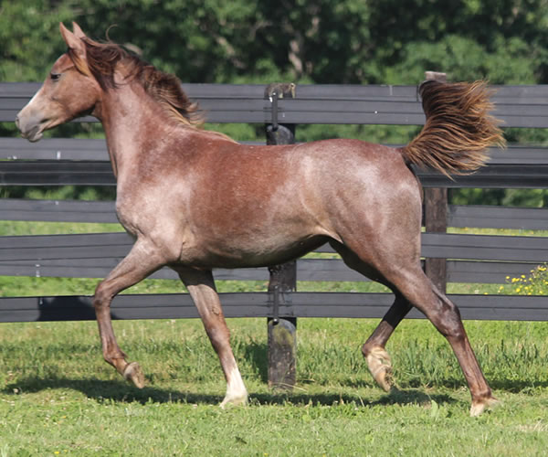 Pacific Winds, 2014 filly (Dahess X A Second Wind) bred by Cre Run