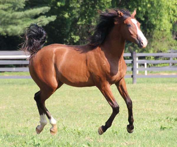 COLORS IN MOTION 2014 colt (Dahess x Ovour The Rainbow) bred by Cre Run