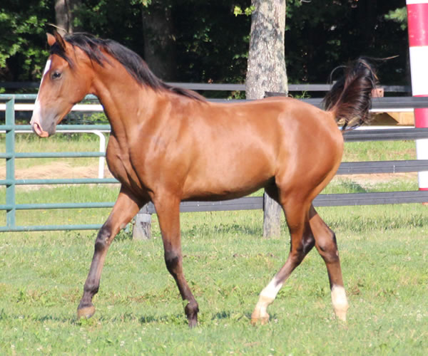 COLORS IN MOTION 2014 colt (Dahess x Ovour The Rainbow) bred by Cre Run