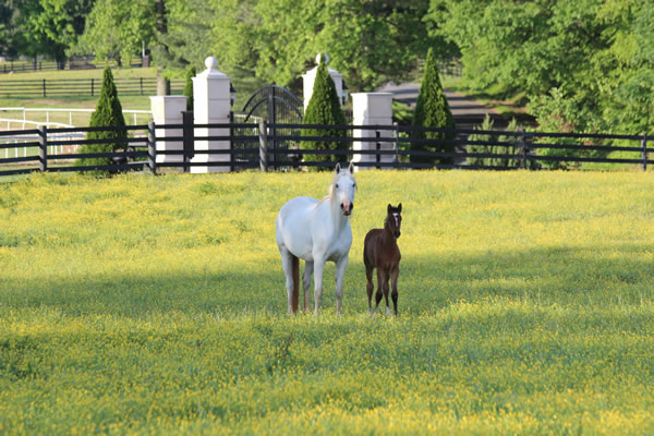 Dahess x Toppoftheclass 2017Colt