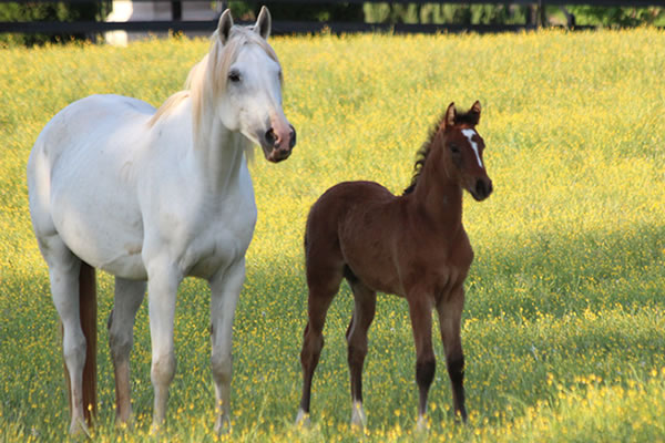 Dahess x Toppoftheclass 2017Colt