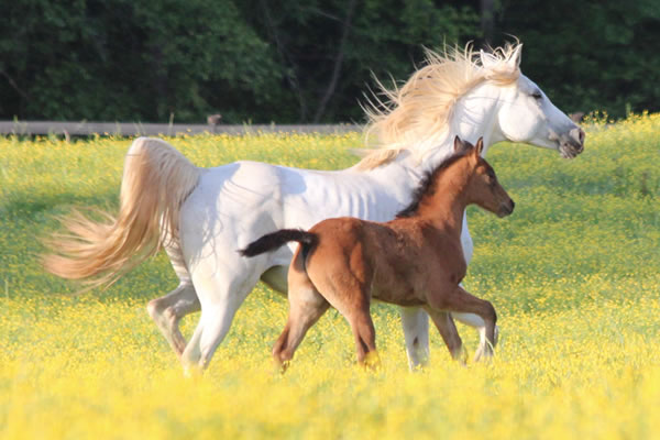 Dahess x Toppoftheclass 2017Colt