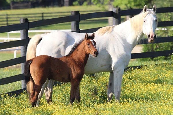 Dahess x Toppoftheclass 2017Colt