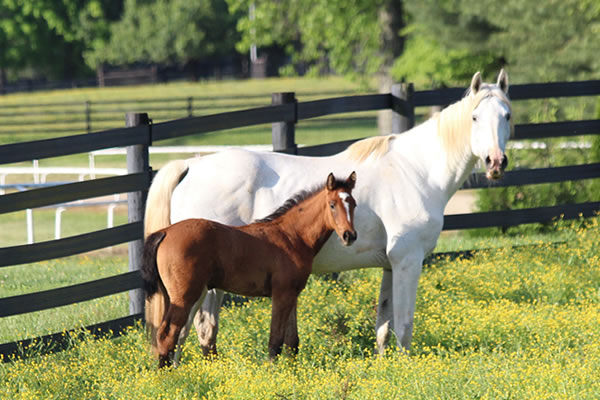 Dahess x Toppoftheclass 2017Colt