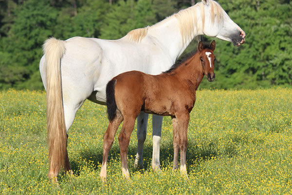 Dahess x Toppoftheclass 2017Colt