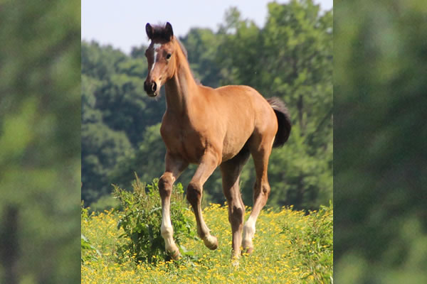 Dahess x Toppoftheclass 2017Colt