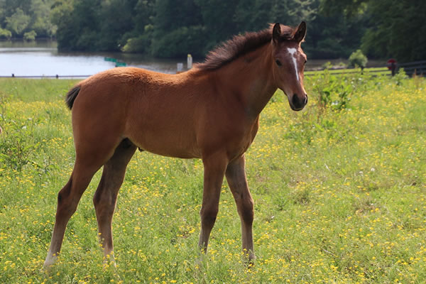 Dahess x Toppoftheclass 2017Colt