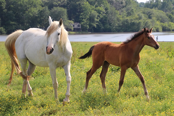 Dahess x Toppoftheclass 2017Colt