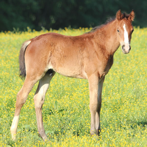 Top Thess Colt by CrownRoyal 2017