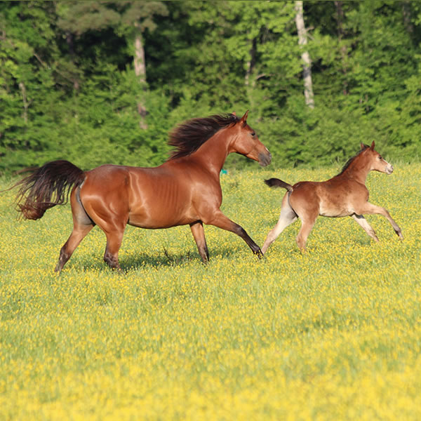 Top Thess Colt by CrownRoyal 2017