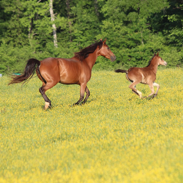 Top Thess Colt by CrownRoyal 2017