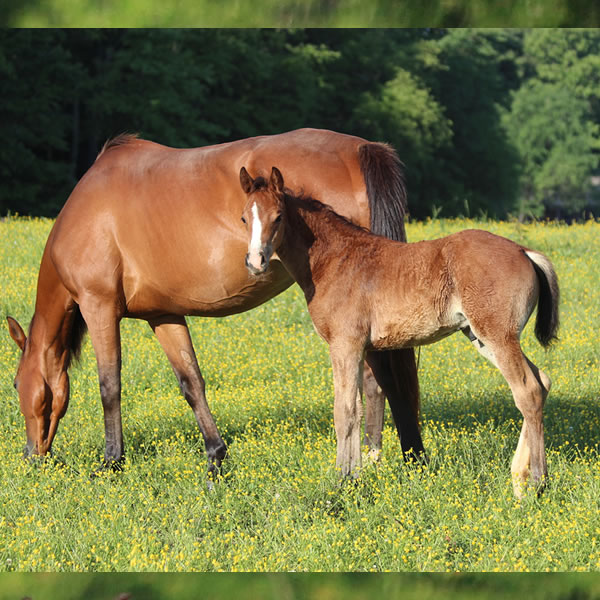 Top Thess Colt by CrownRoyal 2017