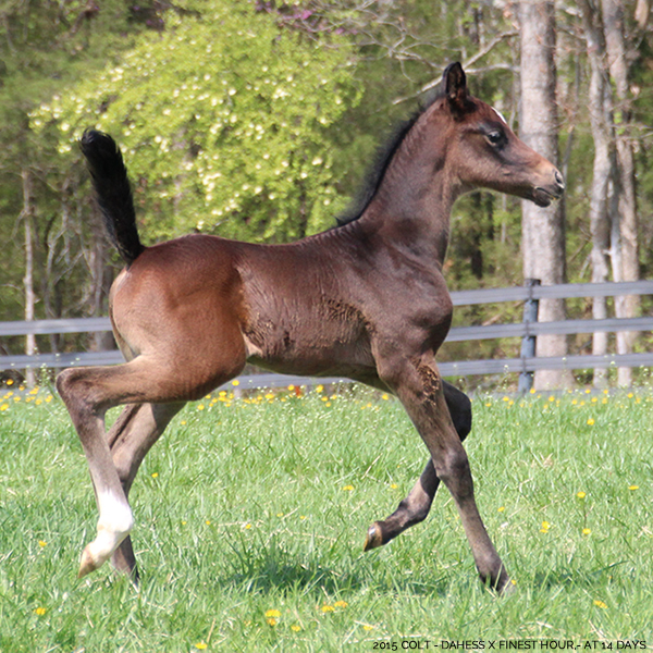 2015 Dahess x Finest Hour 