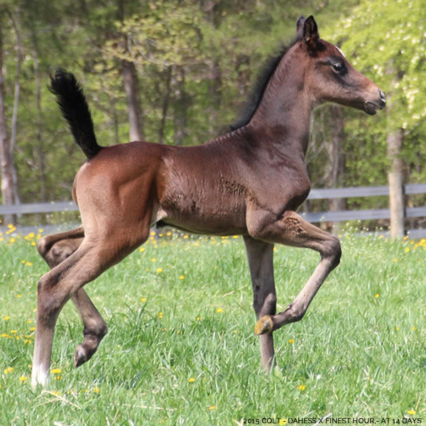 2015 Dahess x Finest Hour 