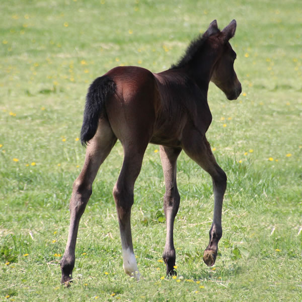 2015 Dahess x Finest Hour 