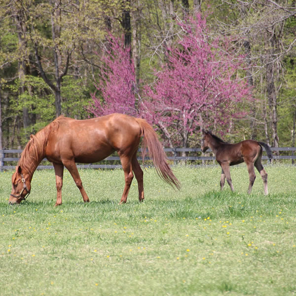 2015 Dahess x Finest Hour 