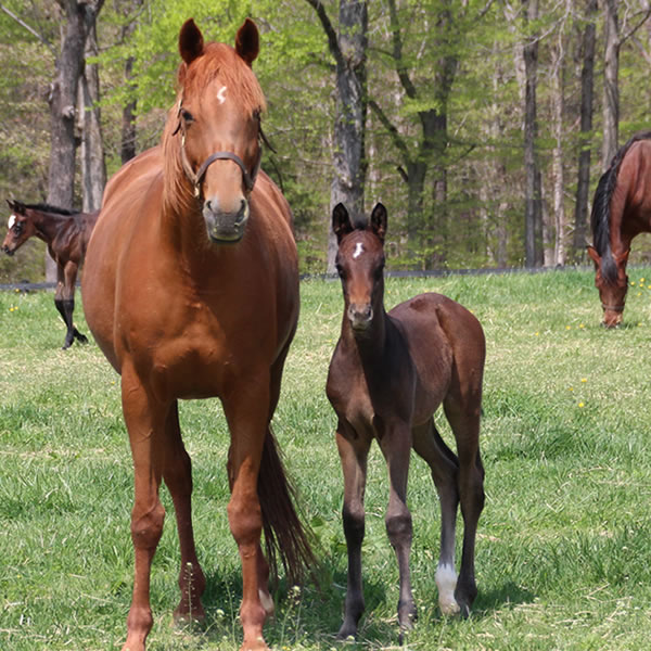 2015 Dahess x Finest Hour 