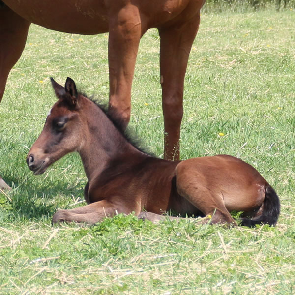 2015 Dahess x Finest Hour 