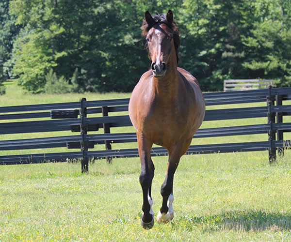 Fifty Shades of Bay, 2013 filly (Dahess x Donnatellaa), bred by Cre Run