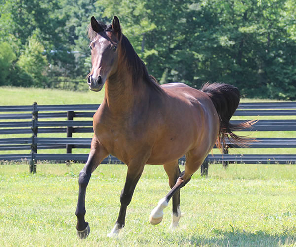 Fifty Shades of Bay, 2013 filly (Dahess x Donnatellaa), bred by Cre Run