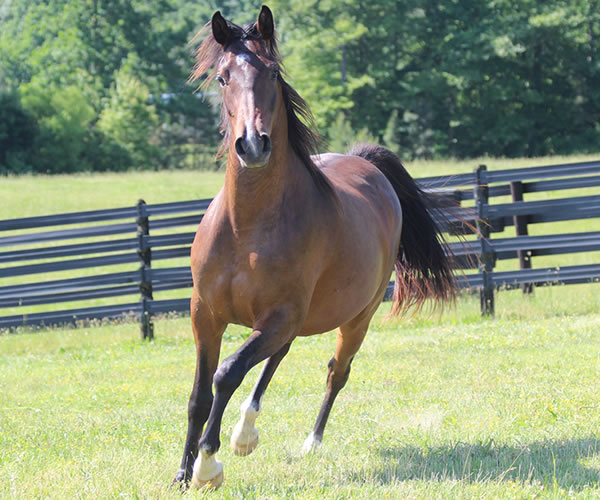 Fifty Shades of Bay, 2013 filly (Dahess x Donnatellaa), bred by Cre Run