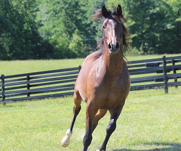 Fifty Shades of Bay, 2013 filly (Dahess x Donnatellaa), bred by Cre Run