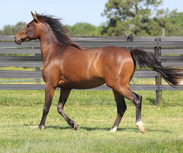 Fifty Shades of Bay, 2013 filly (Dahess x Donnatellaa), bred by Cre Run