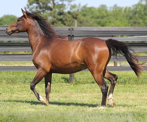 Fifty Shades of Bay, 2013 filly (Dahess x Donnatellaa), bred by Cre Run