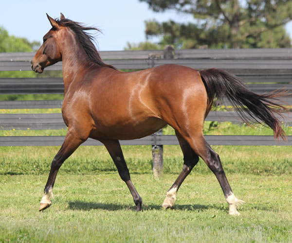 Fifty Shades of Bay, 2013 filly (Dahess x Donnatellaa), bred by Cre Run