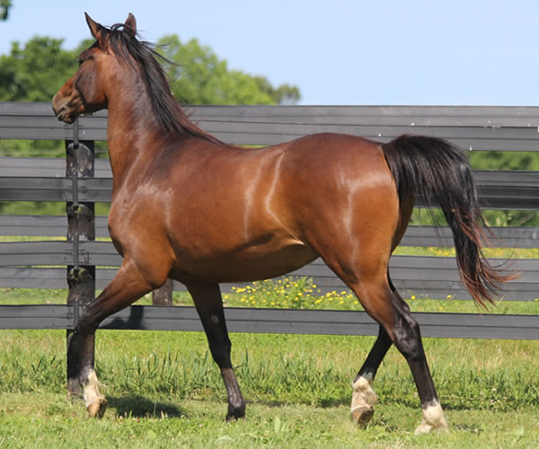 Fifty Shades of Bay, 2013 filly (Dahess x Donnatellaa), bred by Cre Run