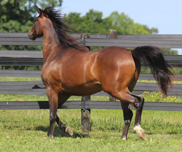 Fifty Shades of Bay, 2013 filly (Dahess x Donnatellaa), bred by Cre Run