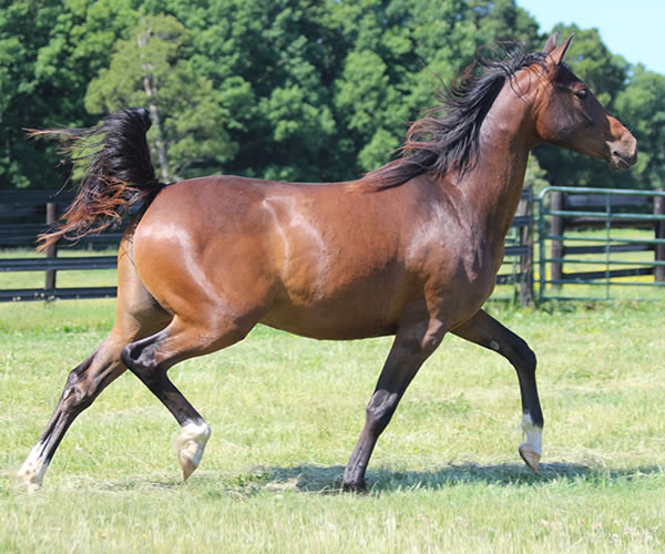 Fifty Shades of Bay, 2013 filly (Dahess x Donnatellaa), bred by Cre Run