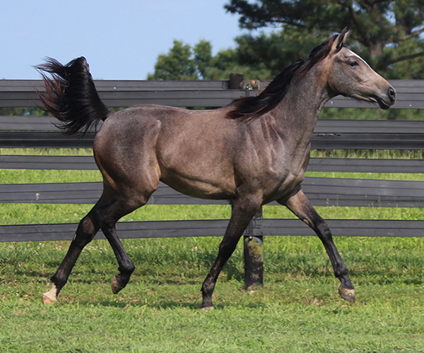 A Real Diva - 2015 filly Dahess X Dreamm Diva