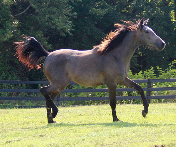 A Real Diva - 2015 filly Dahess X Dreamm Diva