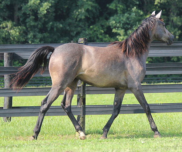 A Real Diva - 2015 filly Dahess X Dreamm Diva
