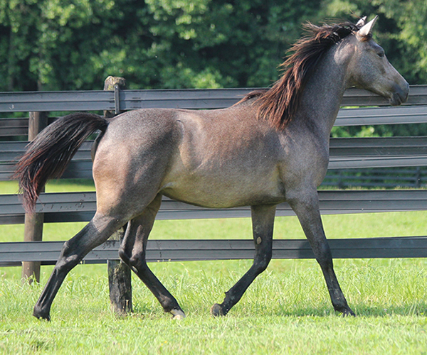 A Real Diva - 2015 filly Dahess X Dreamm Diva