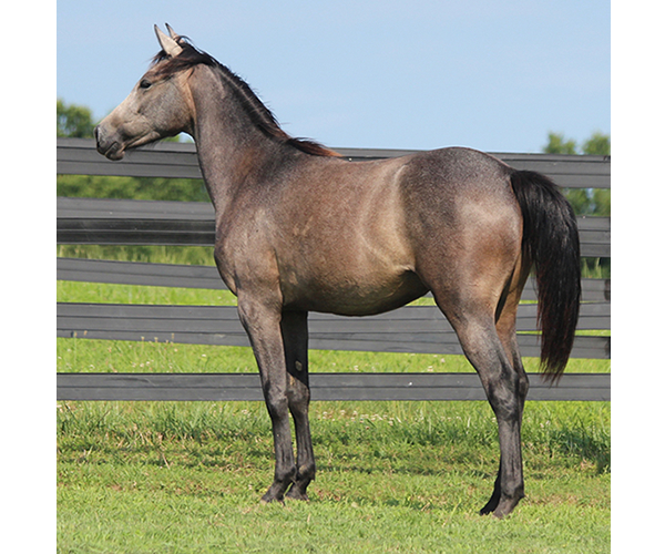 A Real Diva - 2015 filly Dahess X Dreamm Diva