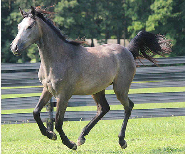 A Real Diva - 2015 filly Dahess X Dreamm Diva