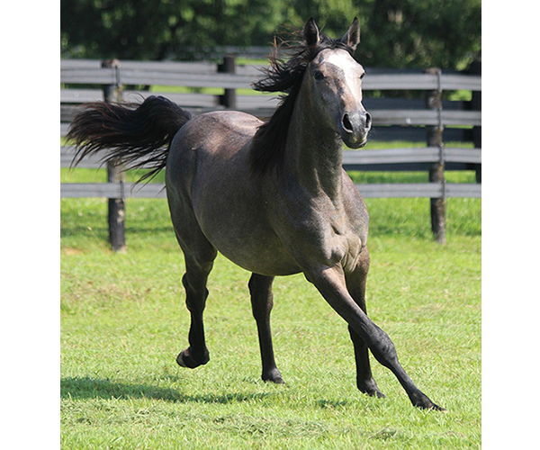 A Real Diva - 2015 filly Dahess X Dreamm Diva
