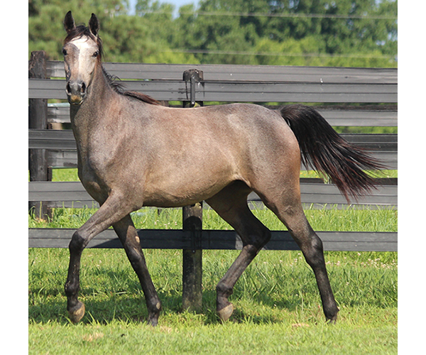 A Real Diva - 2015 filly Dahess X Dreamm Diva
