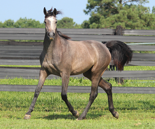 A Real Diva - 2015 filly Dahess X Dreamm Diva
