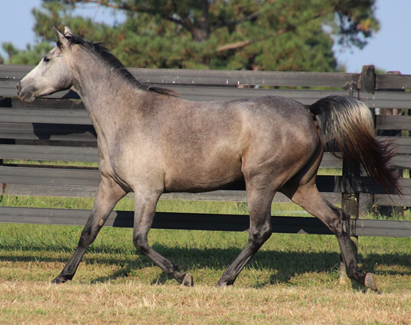 Dahess X Dreamm Diva