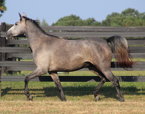 Dahess X Dreamm Diva