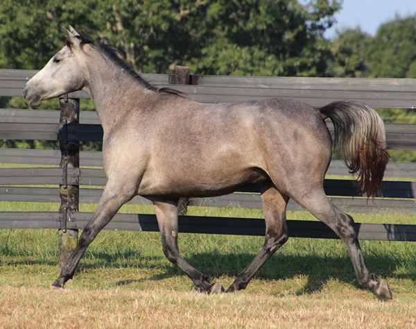 Dahess X Dreamm Diva