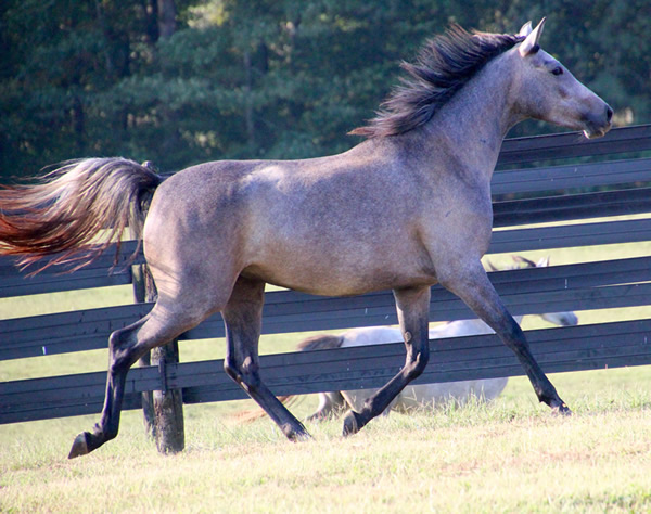 Dahess X Dreamm Diva, Cre Run Farm, Arabian Racing