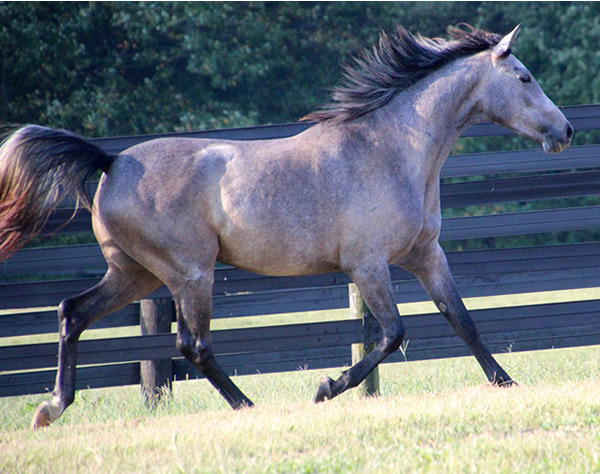 Dahess X Dreamm Diva, Cre Run Farm, Arabian Racing