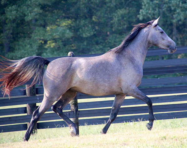 Dahess X Dreamm Diva, Cre Run Farm, Arabian Racing