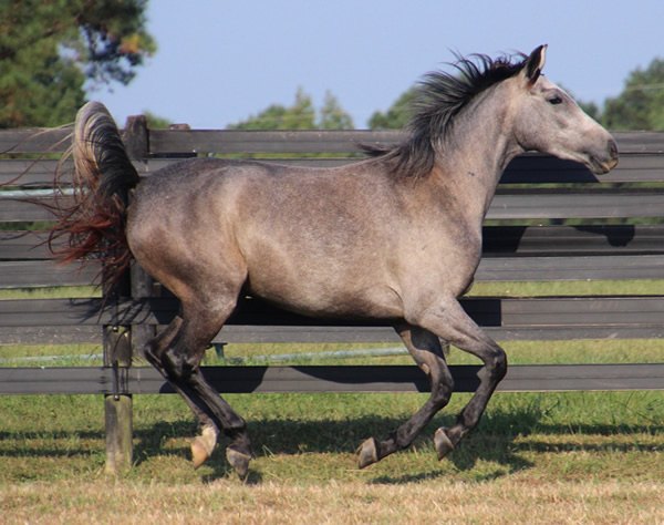 Dahess X Dreamm Diva, Cre Run Farm, Arabian Racing